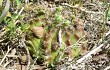 Preview photo Gymnocalycium anisitsii