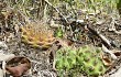 Anteprima di Gymnocalycium anisitsii