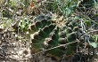 Vista previa de Gymnocalycium anisitsii