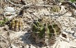 Preview photo Gymnocalycium anisitsii