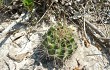 Anteprima di Gymnocalycium anisitsii