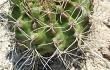 Anteprima di Gymnocalycium anisitsii