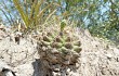 Vista previa de Gymnocalycium anisitsii