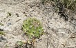 Vista previa de Gymnocalycium anisitsii