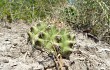 Anteprima di Gymnocalycium anisitsii