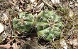 Preview photo Gymnocalycium anisitsii