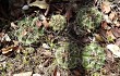 Preview photo Gymnocalycium anisitsii