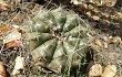 Vista previa de Gymnocalycium anisitsii