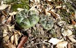 Preview photo Gymnocalycium anisitsii