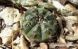 Vista previa de Gymnocalycium anisitsii