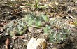 Preview photo Gymnocalycium anisitsii