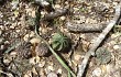 Preview photo Gymnocalycium anisitsii