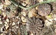 Preview photo Gymnocalycium anisitsii