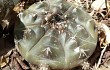 Vista previa de Gymnocalycium anisitsii