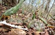 Anteprima di Gymnocalycium anisitsii