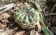 Preview photo Gymnocalycium anisitsii