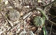 Preview photo Gymnocalycium anisitsii