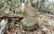 Vista previa de Gymnocalycium anisitsii