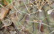 Preview photo Gymnocalycium anisitsii