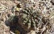 Preview photo Gymnocalycium anisitsii