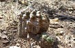 Preview photo Gymnocalycium anisitsii