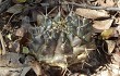 Preview photo Gymnocalycium anisitsii