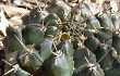 Anteprima di Gymnocalycium anisitsii