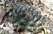 Preview photo Gymnocalycium anisitsii