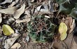 Preview photo Gymnocalycium anisitsii