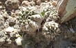 Vista previa de Gymnocalycium anisitsii