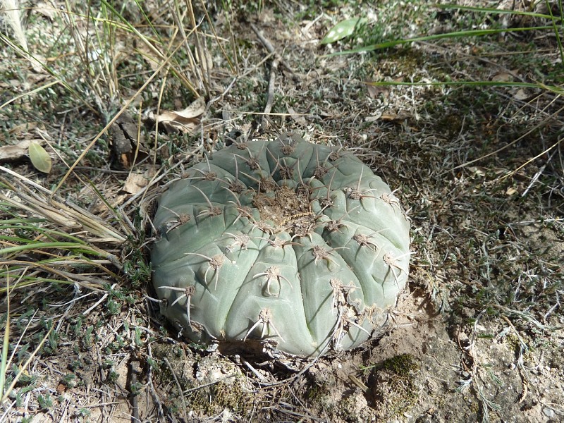 Photograph Gymnocalycium bodenbenderianum in habitat