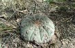 Anteprima di Gymnocalycium bodenbenderianum