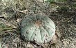 Vista previa de Gymnocalycium bodenbenderianum