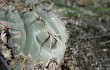 Preview photo Gymnocalycium bodenbenderianum