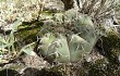 Preview photo Gymnocalycium bodenbenderianum