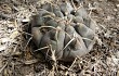 Anteprima di Gymnocalycium bodenbenderianum