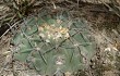 Preview photo Gymnocalycium bodenbenderianum