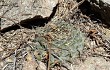 Preview photo Gymnocalycium bodenbenderianum