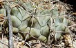 Preview photo Gymnocalycium bodenbenderianum