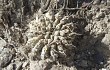 Preview photo Gymnocalycium bodenbenderianum