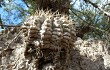 Anteprima di Gymnocalycium bodenbenderianum