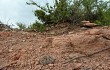 Vista previa de Gymnocalycium bodenbenderianum