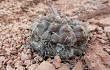 Preview photo Gymnocalycium bodenbenderianum