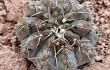 Preview photo Gymnocalycium bodenbenderianum