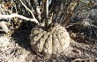 Preview photo Gymnocalycium bodenbenderianum