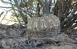 Anteprima di Gymnocalycium bodenbenderianum