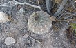 Preview photo Gymnocalycium bodenbenderianum