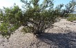 Vista previa de Gymnocalycium bodenbenderianum