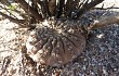 Anteprima di Gymnocalycium bodenbenderianum