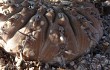 Vista previa de Gymnocalycium bodenbenderianum